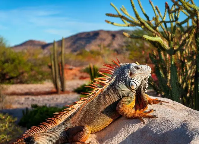 Desert Iguana sunbathing on a rock in the Arizona desert, regulating its body temperature.
