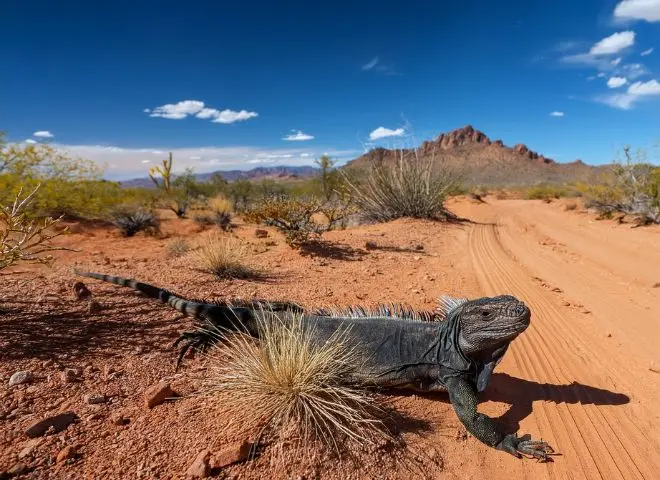 Desert iguana resting on a sandy desert trail in Arizona with dry shrubs and distant red mountains under a clear blue sky.