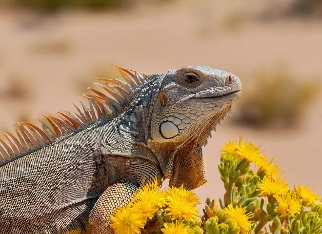 Desert Iguana eating creosote bush flowers, highlighting its herbivorous diet. Close-up of a Desert Iguana eating yellow creosote bush flowers in the Arizona desert. The image showcases the iguana’s herbivorous diet and plant-based feeding habits.