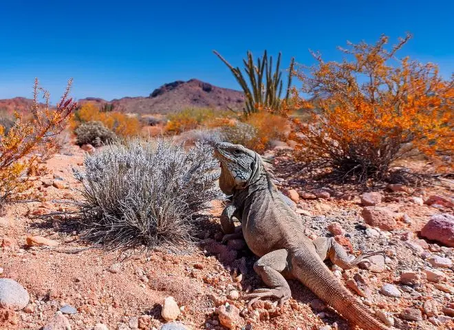 Sonoran Desert landscape with a Desert Iguana hidden among creosote bushes..