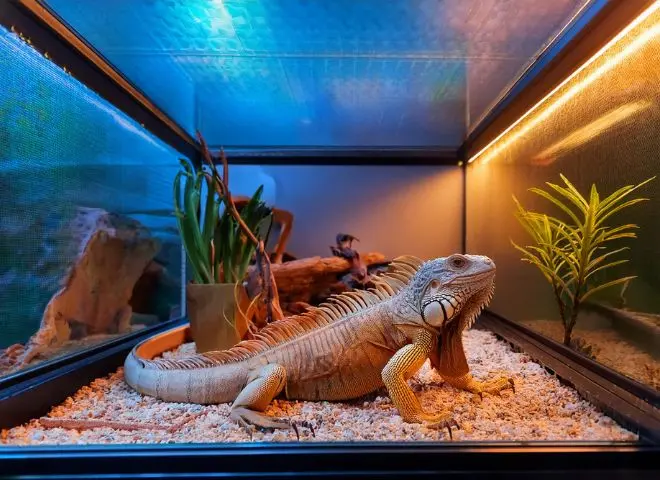 Desert Iguana in a well-equipped terrarium with proper heating and lighting, illustrating pet care requirements.