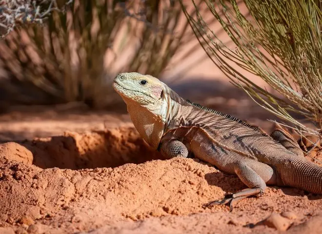 Desert Iguana digging a nest in sandy soil to lay eggs in the Arizona desert.